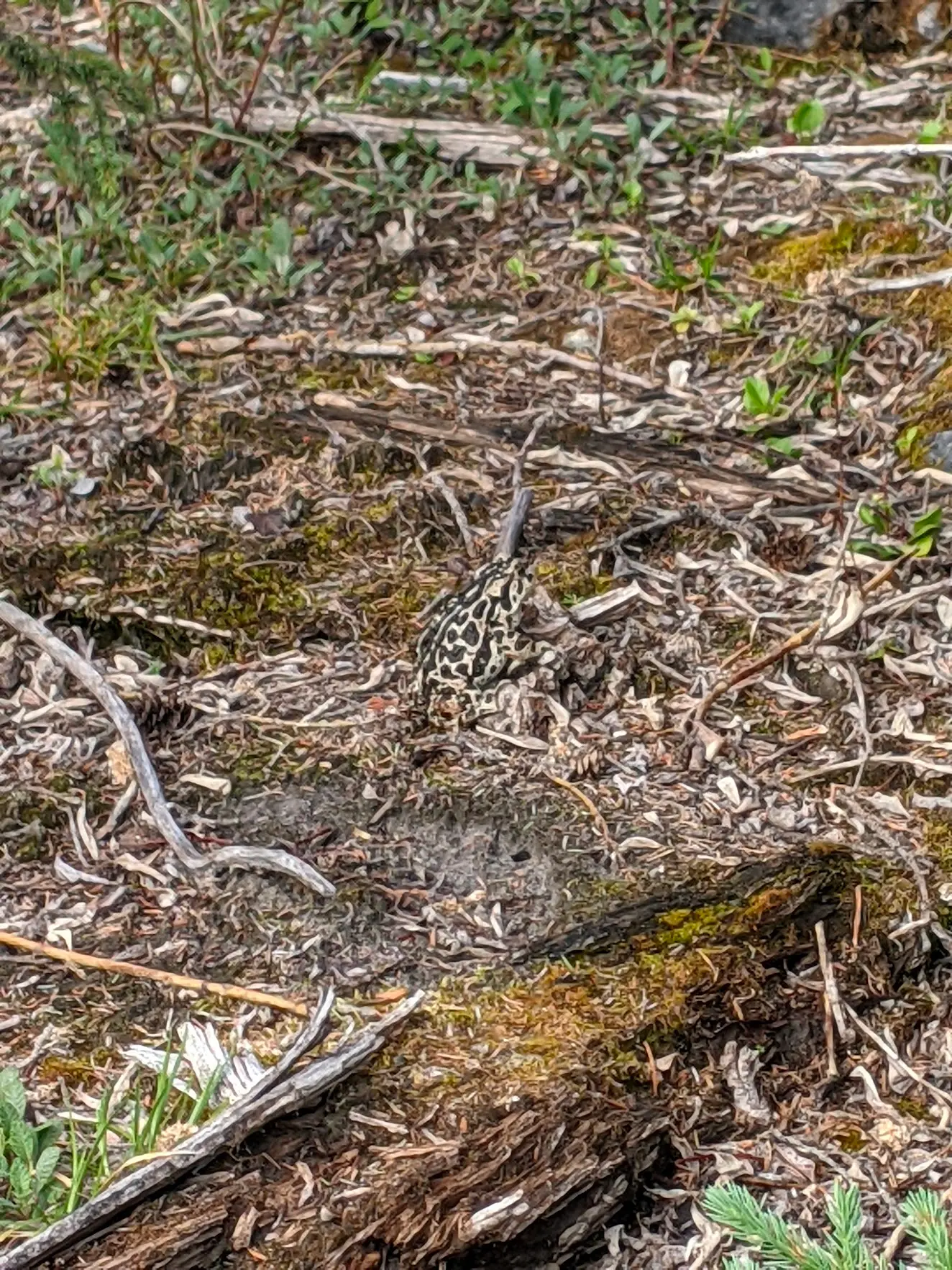 A boreal toad I spotted at the creek near the Smith Dorrien.